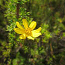 Plancia ëd Coreopsis senaria S. F. Blake & Sherff