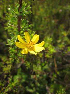 Plancia ëd Coreopsis senaria S. F. Blake & Sherff