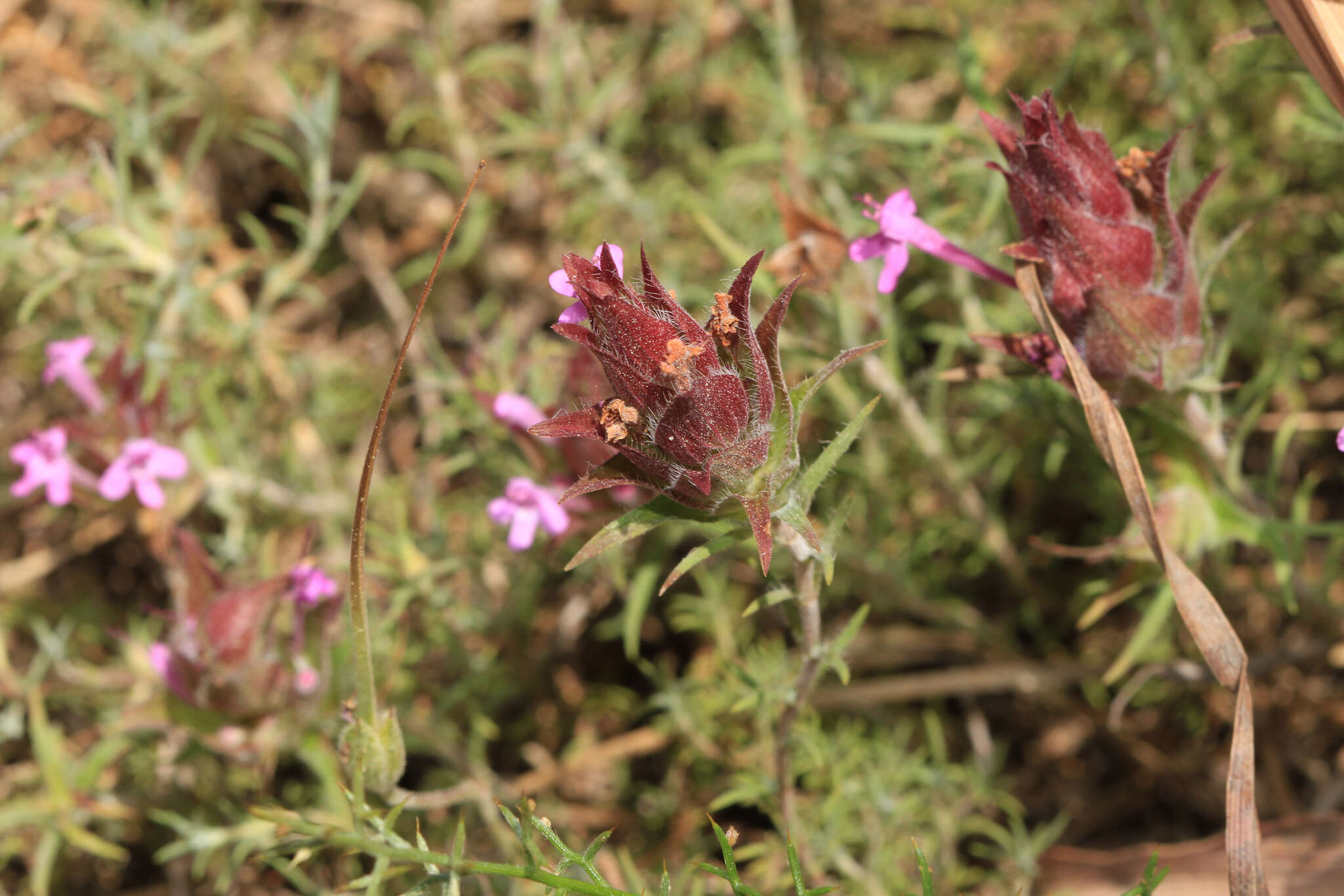 Image of Thymus lotocephalus G. López & R. Morales