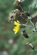 Image of Canadian hawkweed