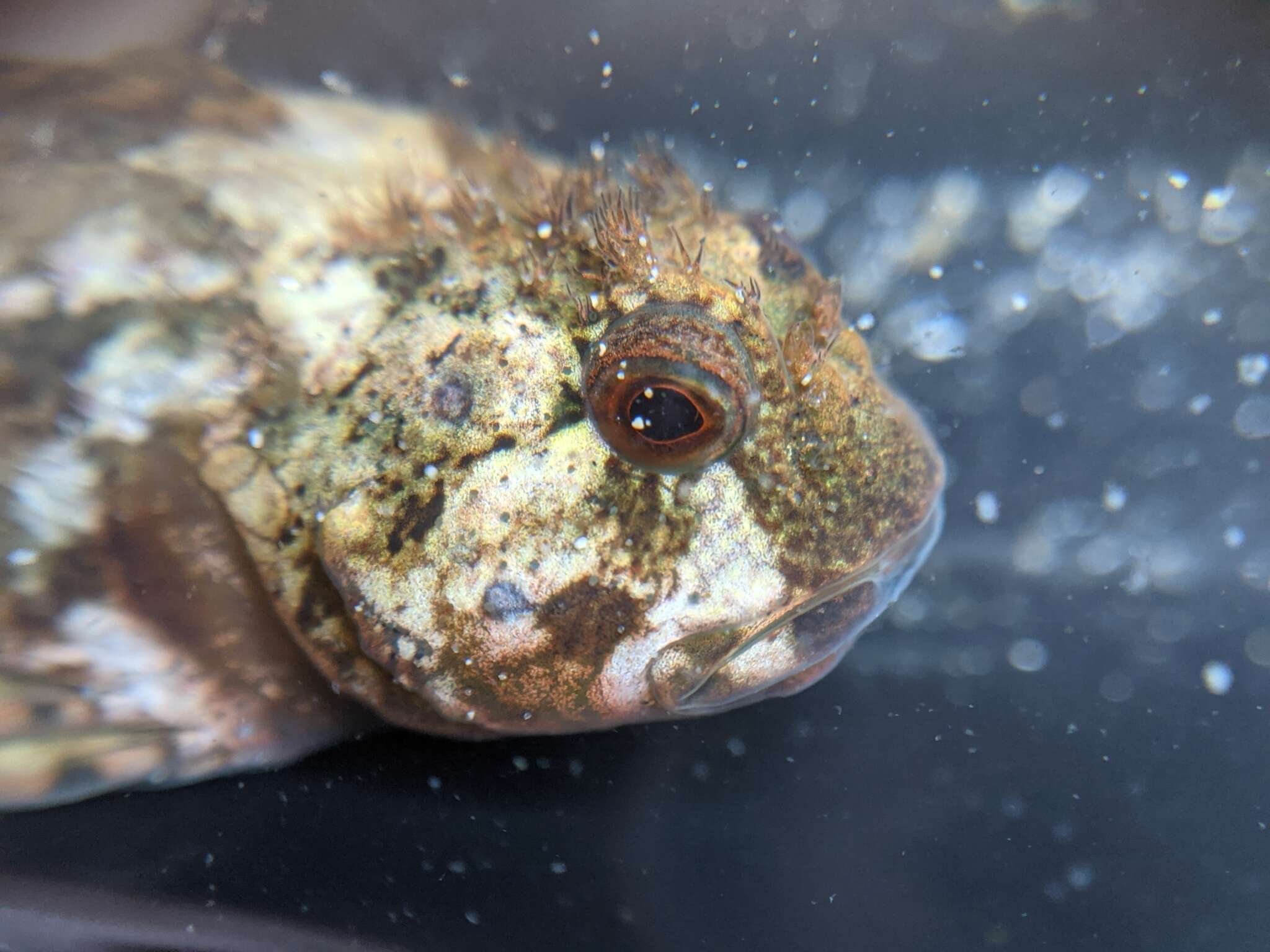 Image of Bald sculpin