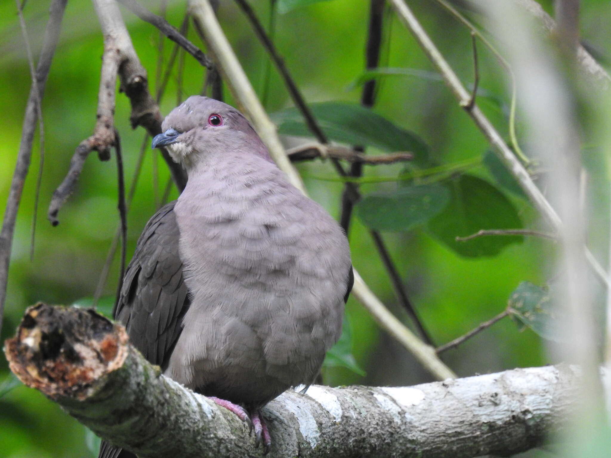 Patagioenas nigrirostris (Sclater & PL 1860) resmi