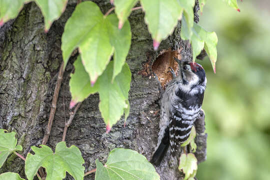 Image of Lesser Spotted Woodpecker