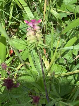 Image of Crested Cow-wheat