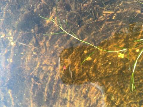 Image of Hill's pondweed