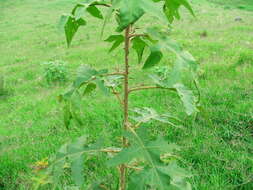 Image of Solanum diversifolium Schltdl.