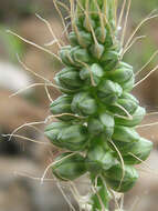 Image of Albuca virens (Lindl.) J. C. Manning & Goldblatt