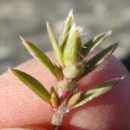 Image of Pimelea oreophila subsp. lepta C. J. Burrows