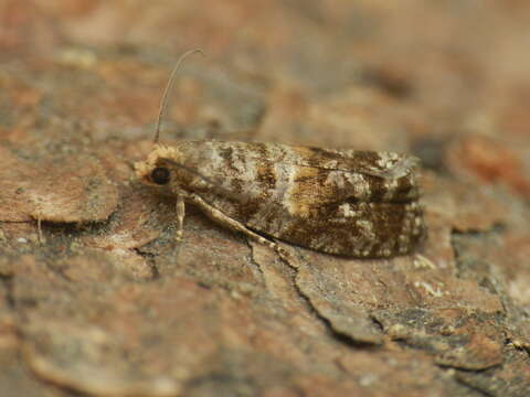 Image of Tortricid moth