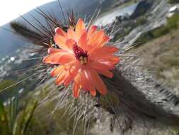 Image of Cleistocactus sepium (Kunth) F. A. C. Weber