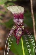 Sivun Tacca integrifolia Ker Gawl. kuva