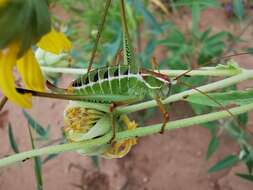 Image of Mountain-dwelling Short-winged Katydid