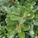 Image of Cryptocarya latifolia Sond.