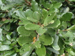 Cryptocarya latifolia Sond. resmi