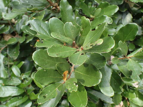 Imagem de Cryptocarya latifolia Sond.