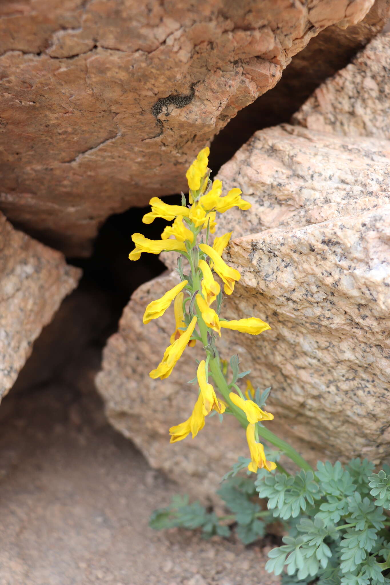 Image de Corydalis gortschakovii Schrenk