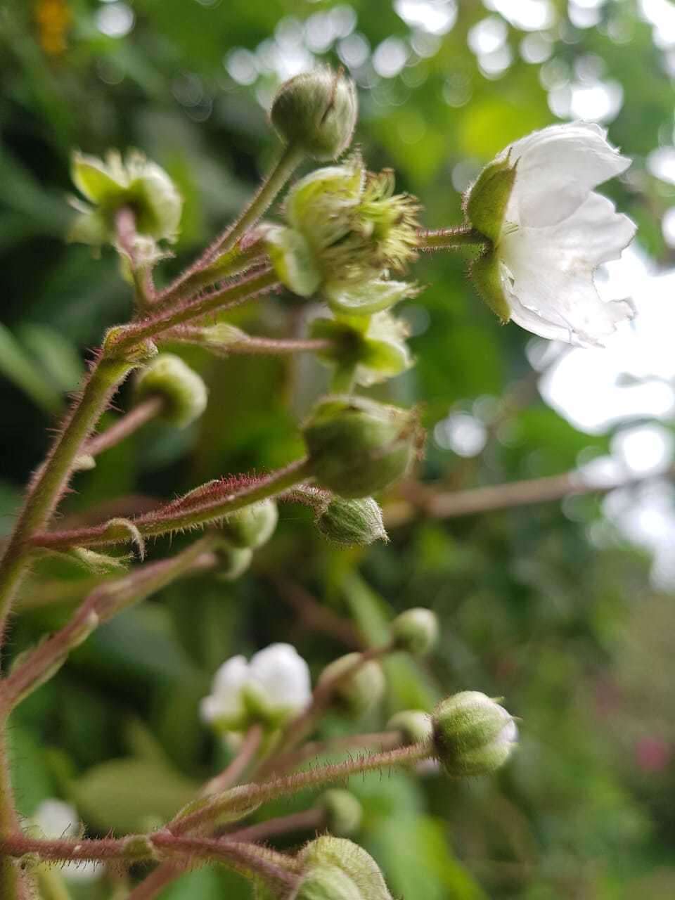 Image of Rubus adenotrichos Schltdl.