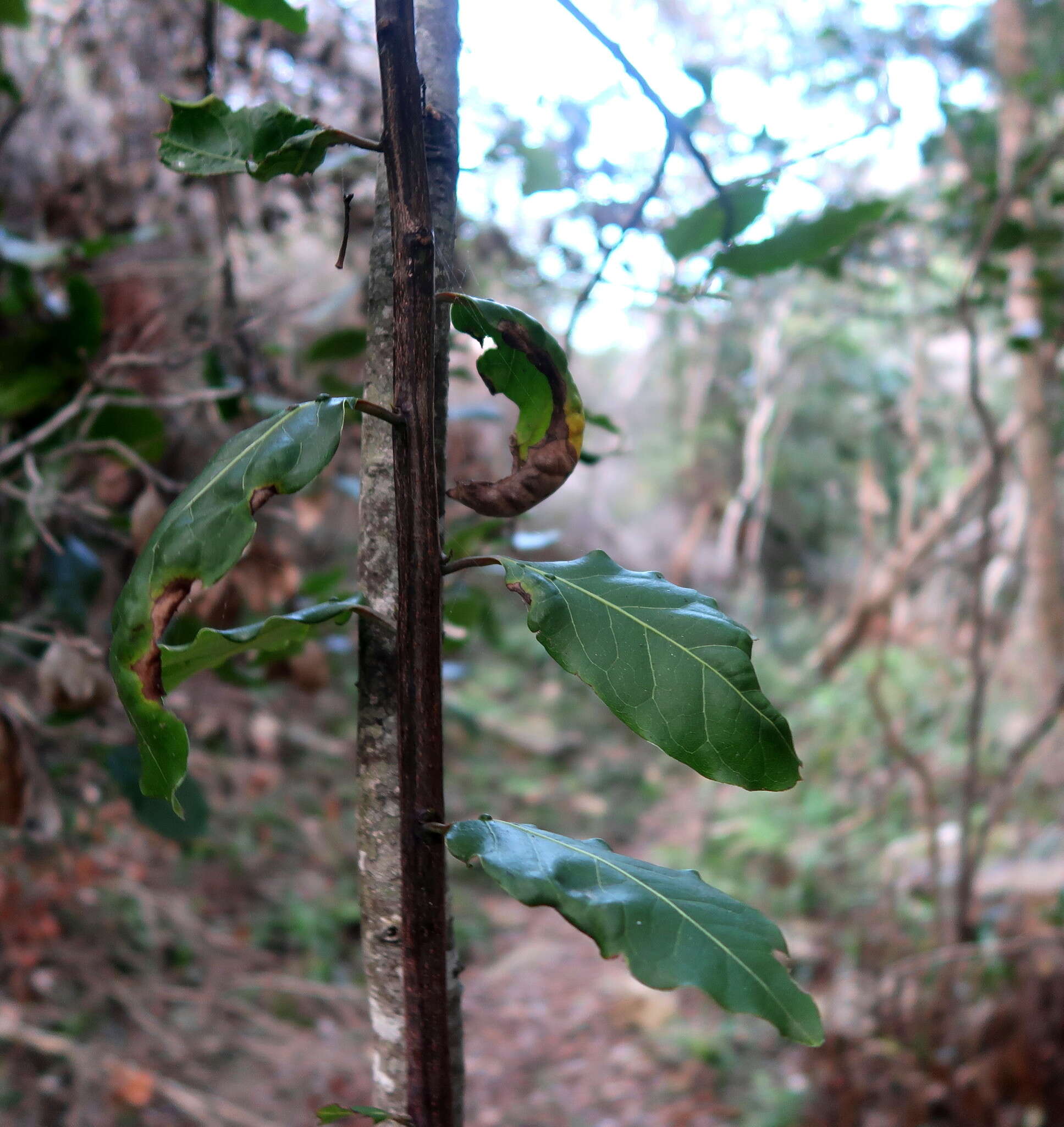 Image of Lauraceae