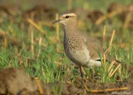 Image of Sociable Lapwing