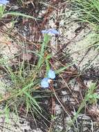 Image of whitemouth dayflower