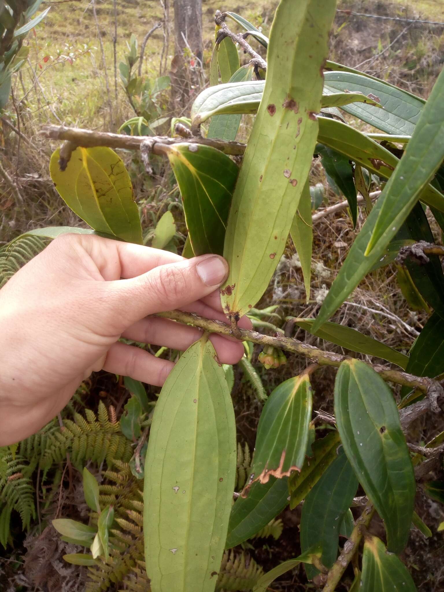 Imagem de Psammisia guianensis Klotzsch