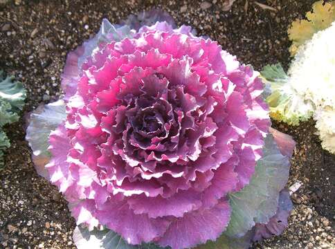 Image of white cabbage