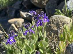 Image of Copeland's speedwell