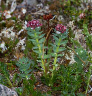 Image of ledge stonecrop