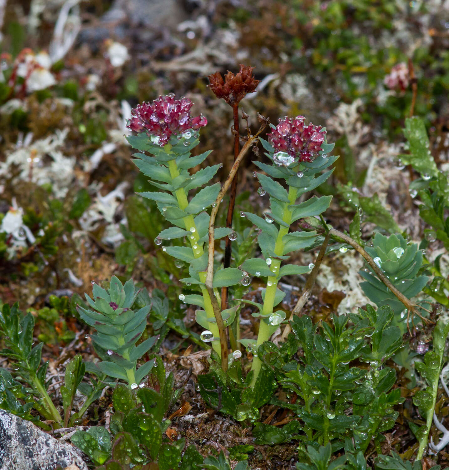 Image of ledge stonecrop