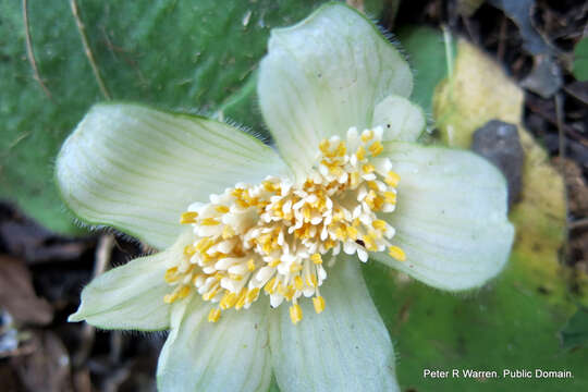 Imagem de Haemanthus deformis Hook. fil.