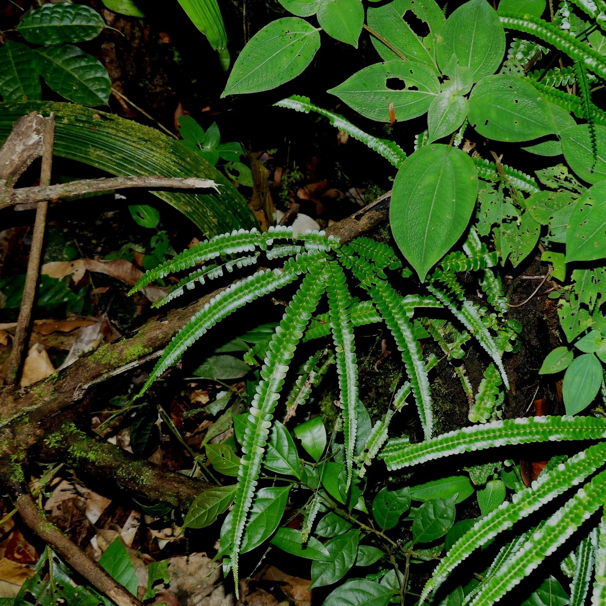 Image of Lindsaea guianensis (Aubl.) Dryand.