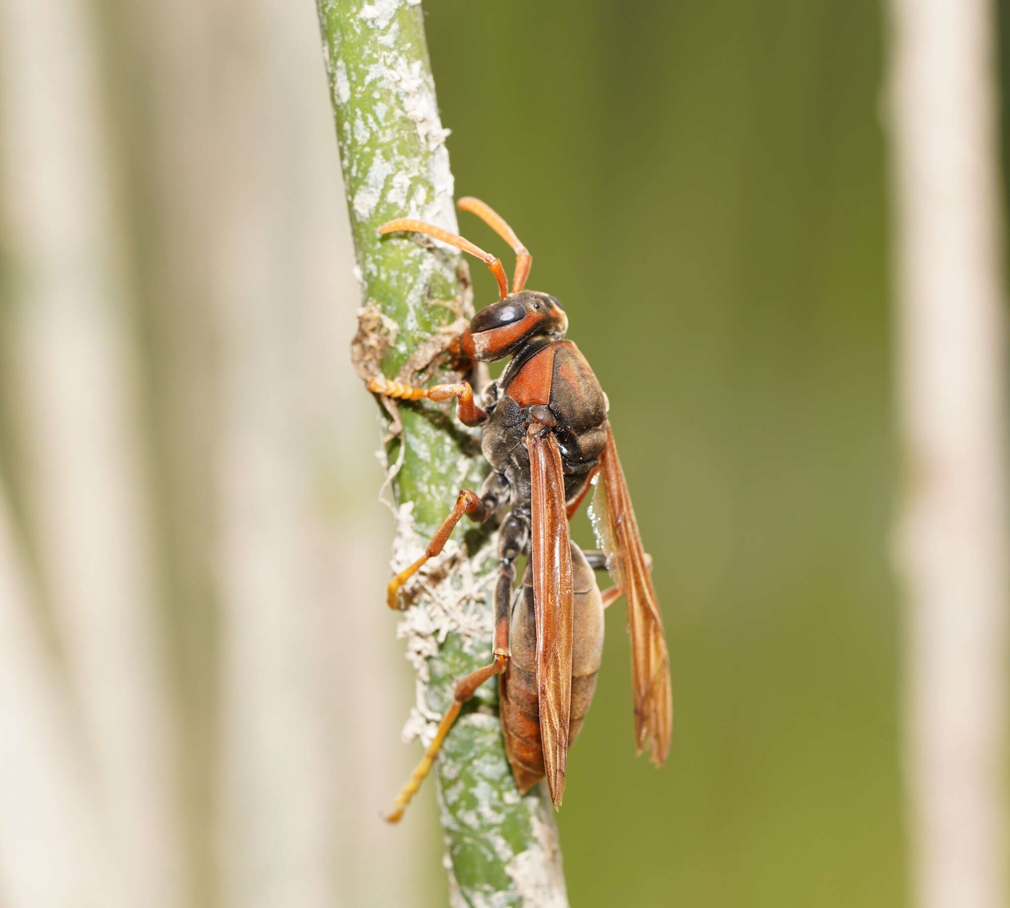 Image of Polistes erythrinus Holmgren 1868