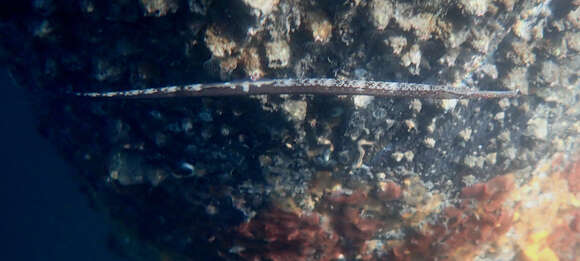 Image of Great Pipefish