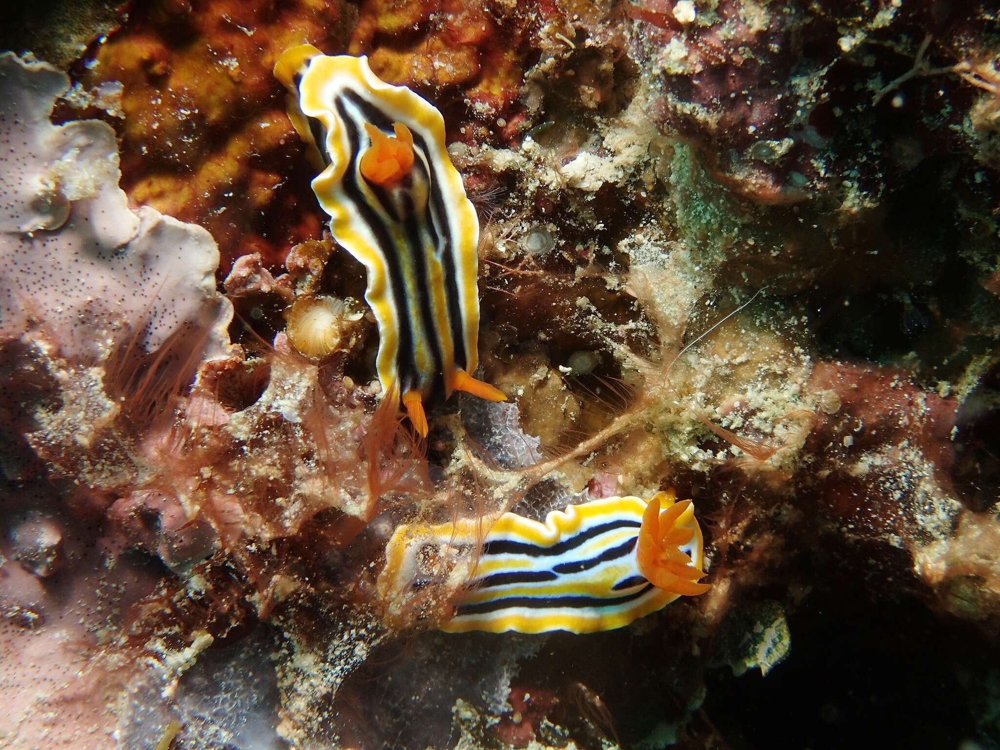 Image of Chromodoris colemani Rudman 1982