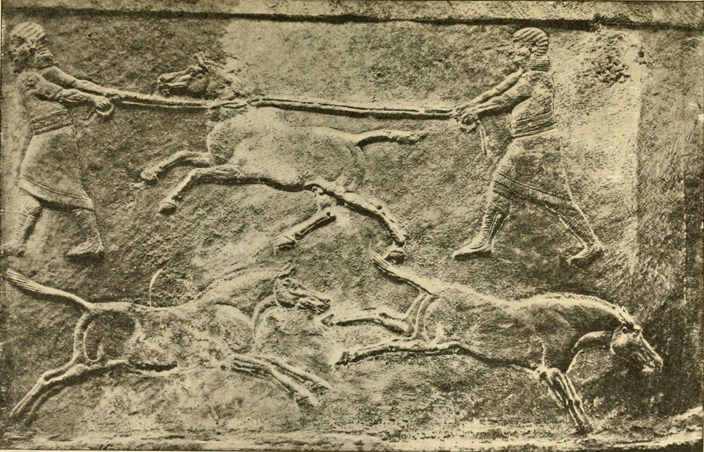 Image of Syrian Wild Ass