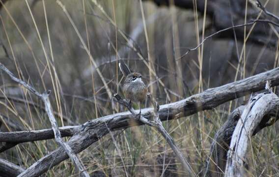 Image of Striated Grasswren