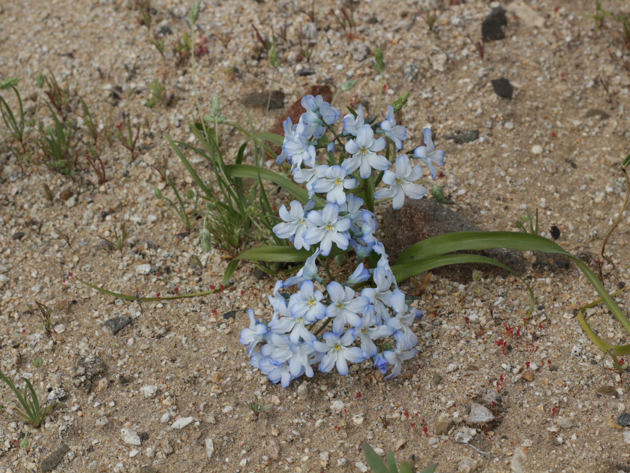 Image of Zephyra compacta C. Ehrh.