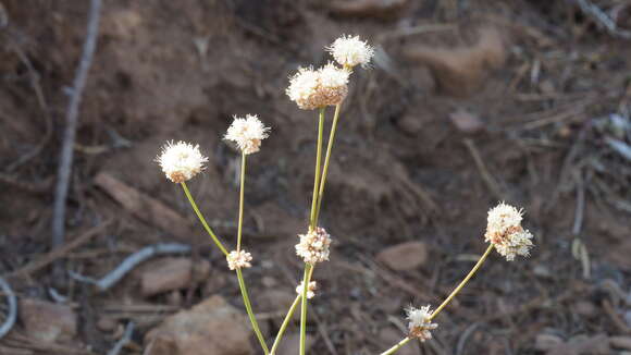 Imagem de Eriogonum nudum var. pauciflorum S. Wats.