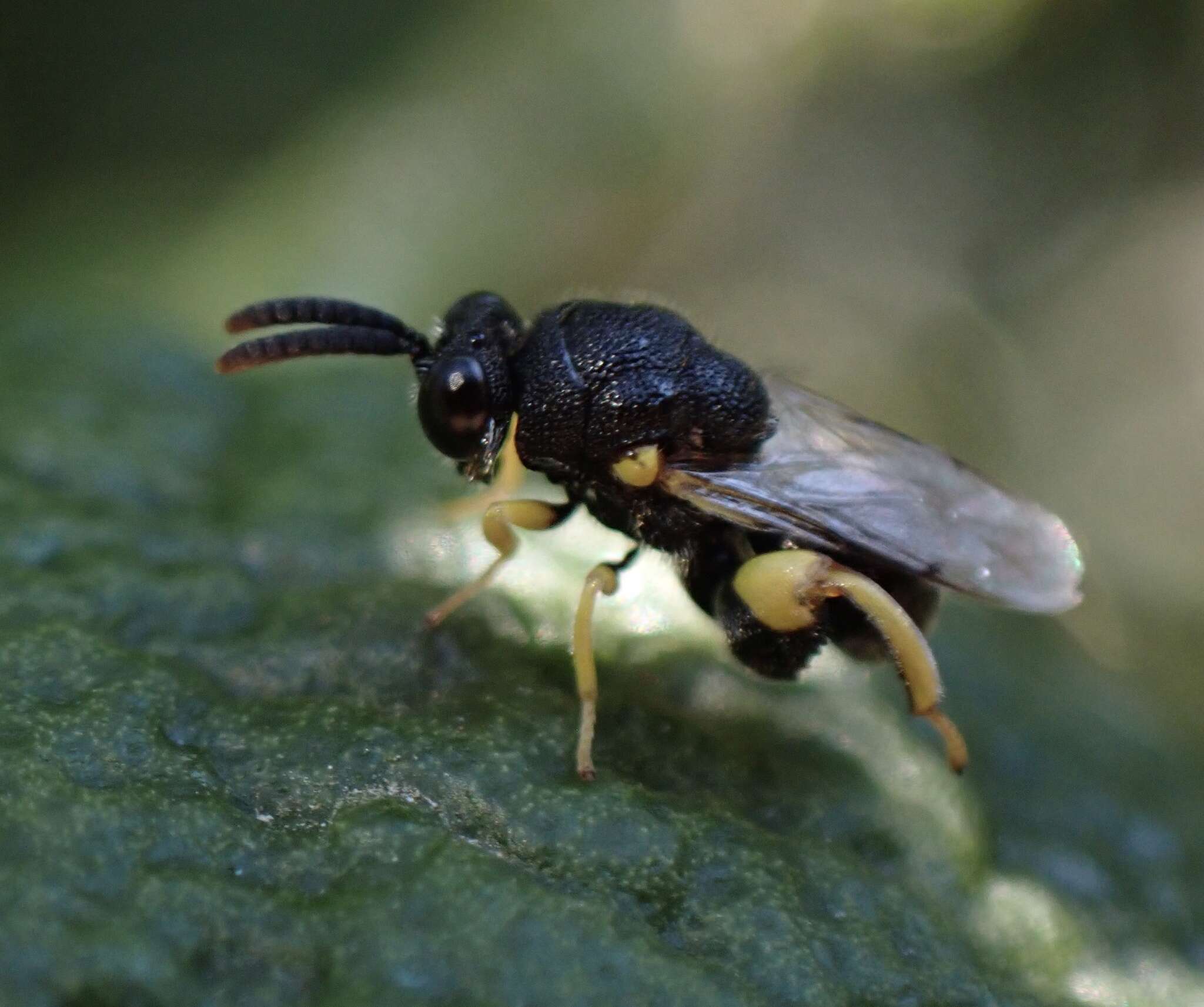 Image de Brachymeria tibialis (Walker 1834)