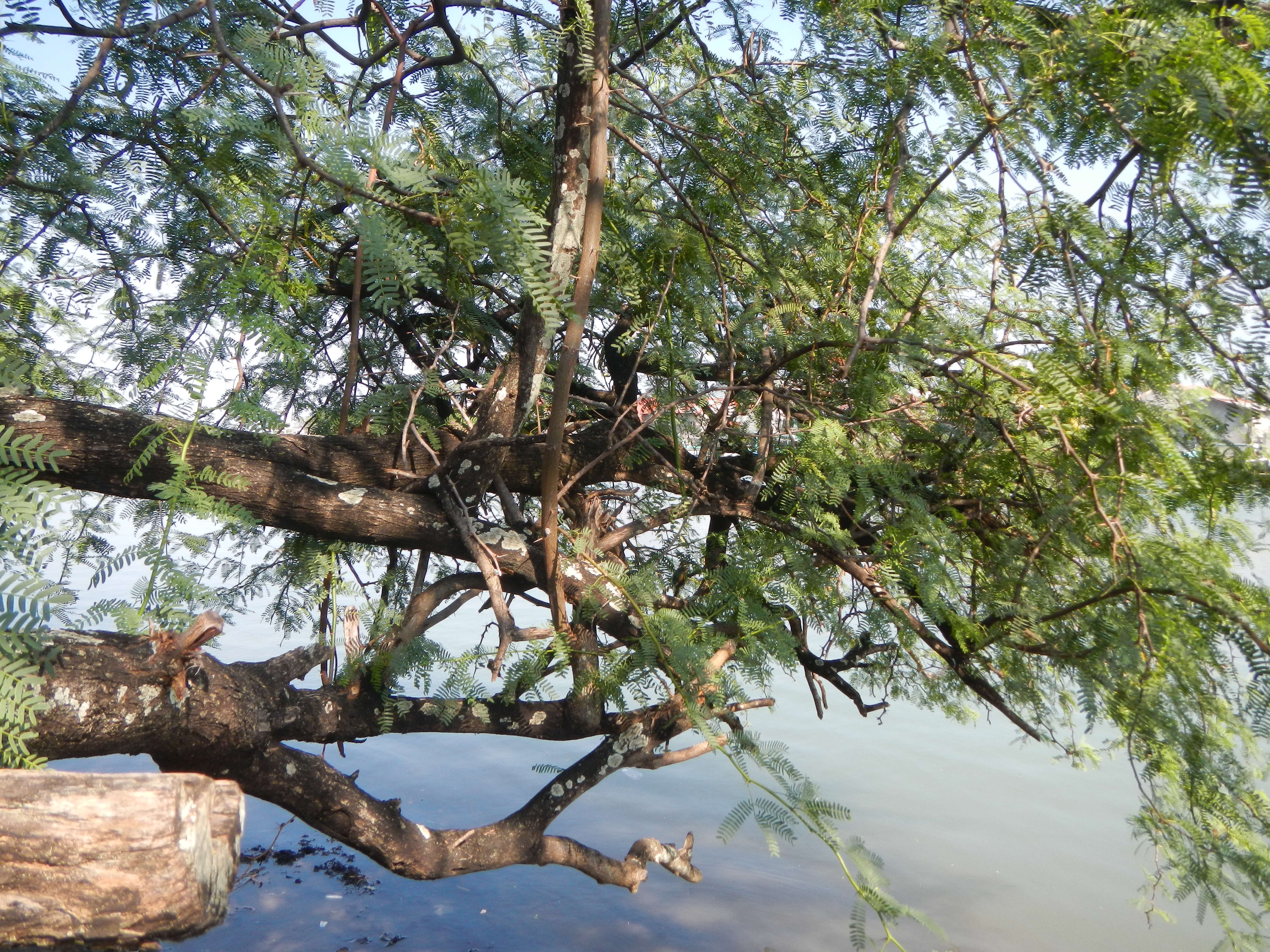 Image of Vachellia farnesiana