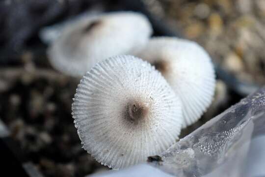 Image of Leucocoprinus ianthinus (Sacc.) P. Mohr 1994