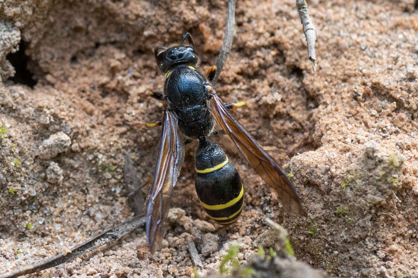 Sivun Symmorphus murarius (Linnaeus 1758) kuva