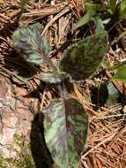 Imagem de Hieracium maculatum Schrank