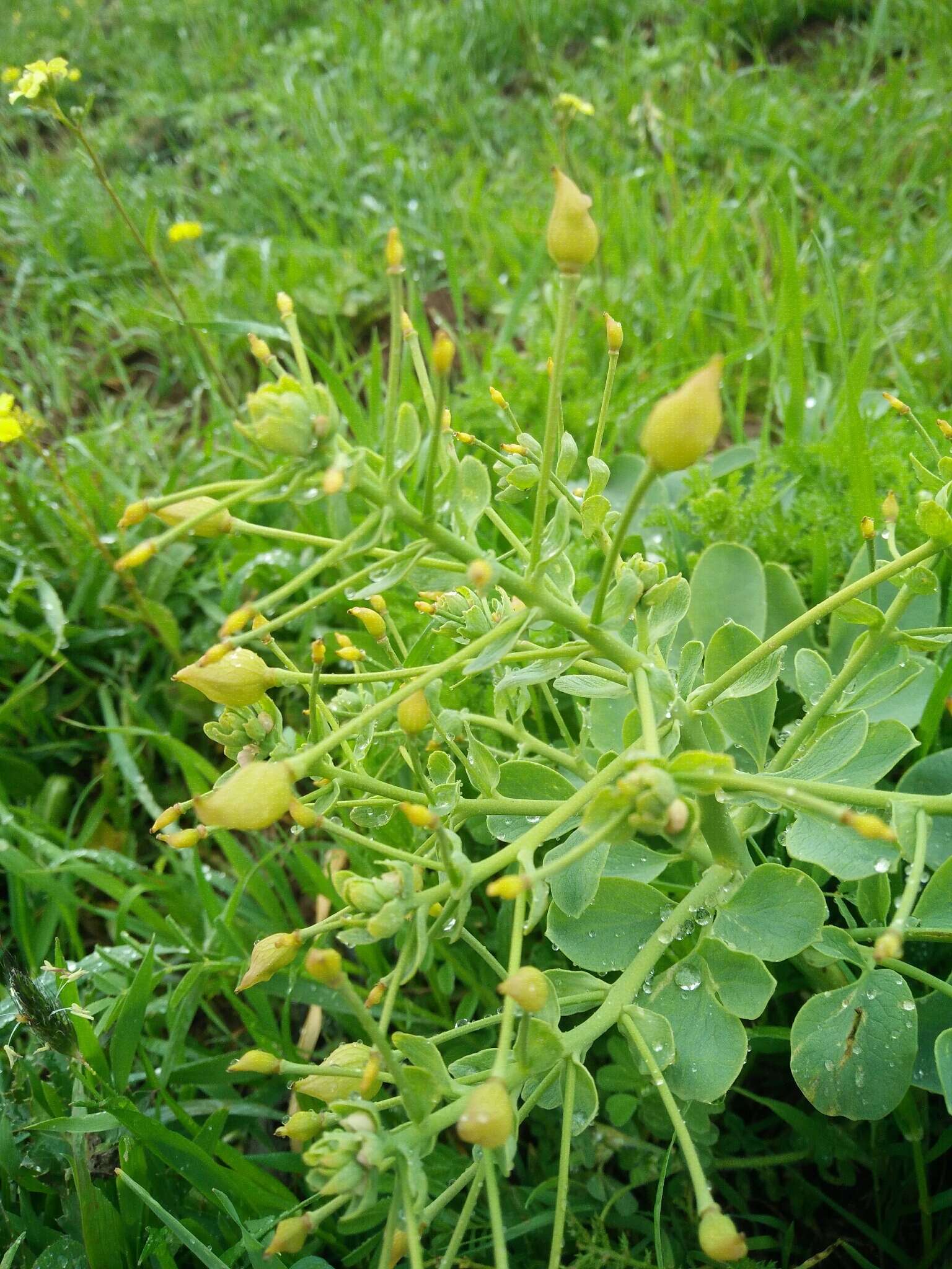 Image of Leontice leontopetalum L.