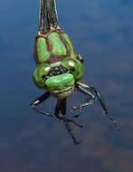 صورة Ophiogomphus aspersus Morse 1895