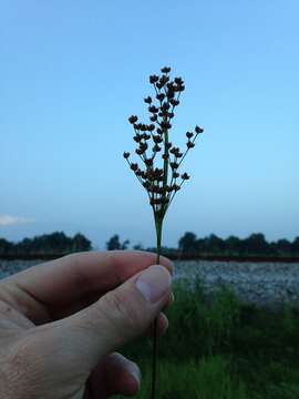 Imagem de Juncus biflorus Ell.