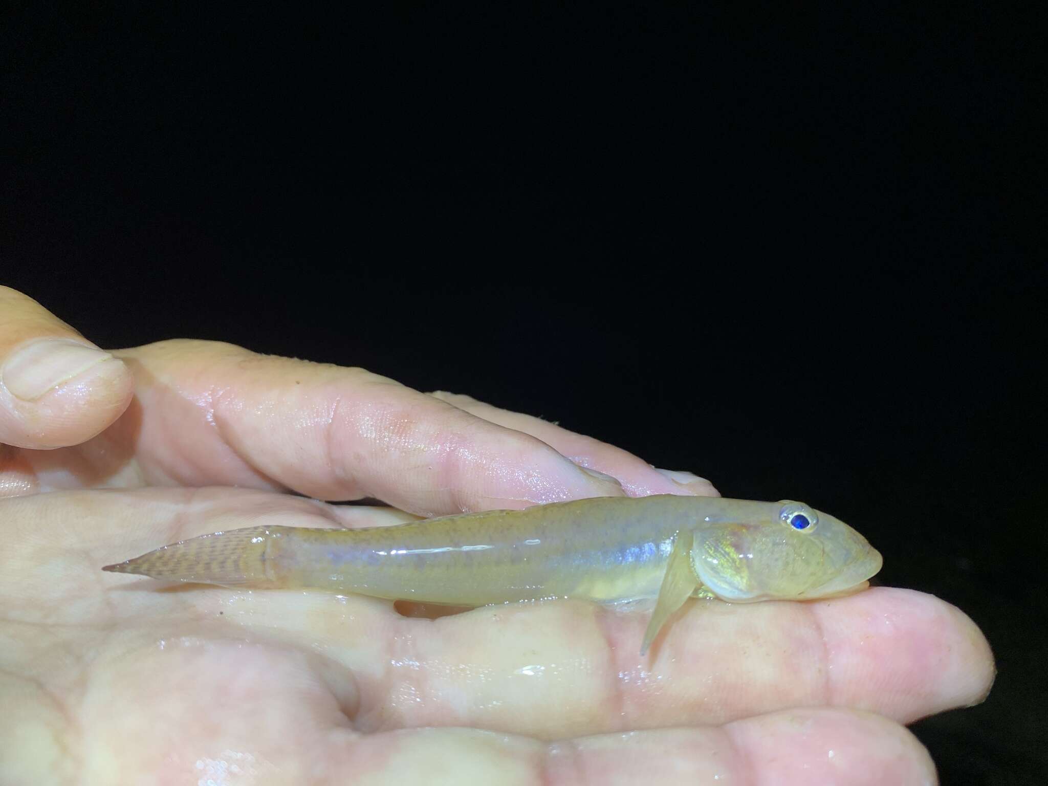 Image of Brown goby