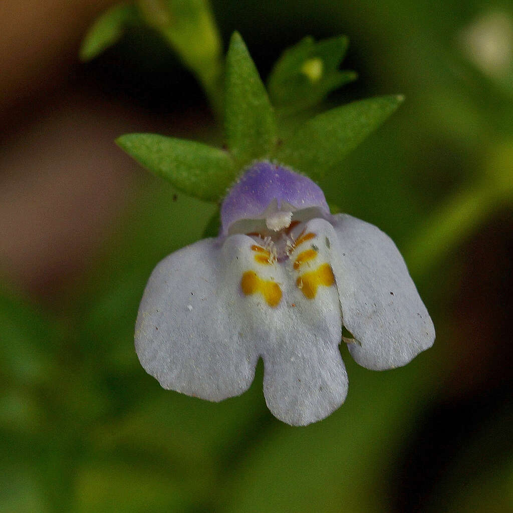 Image of Japanese mazus