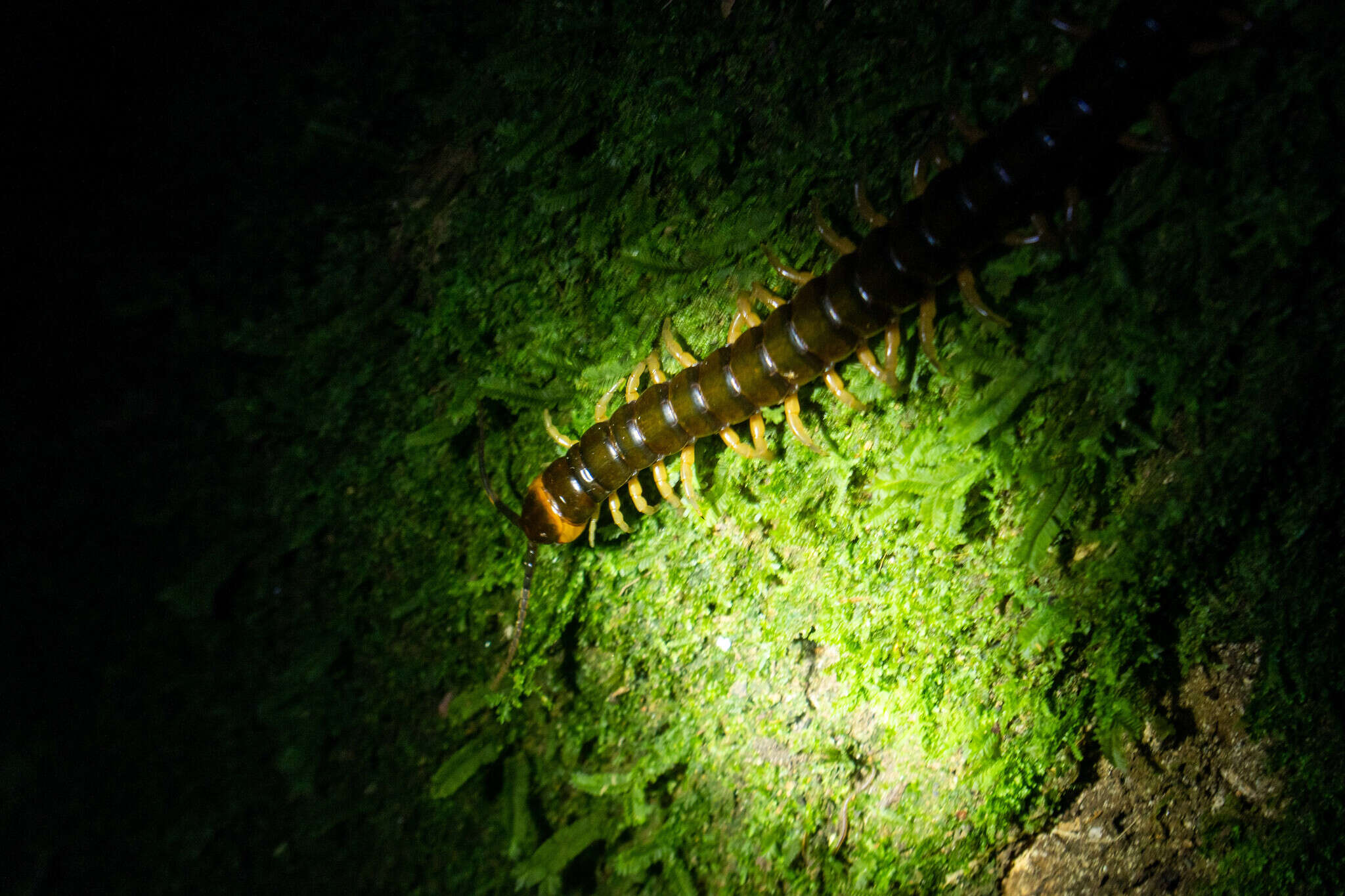 Imagem de Scolopendra hermosa Chamberlin 1941