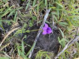 Image of Monopsis unidentata subsp. unidentata